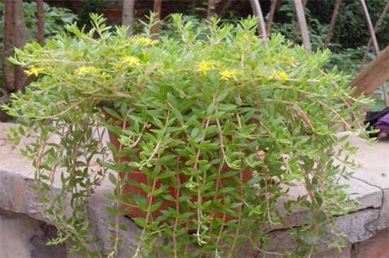 垂盆草如何种，掌握6个步骤可迅速发芽