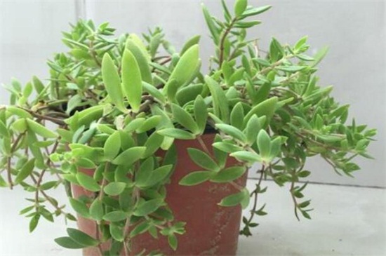 垂盆草如何种，掌握6个步骤可迅速发芽