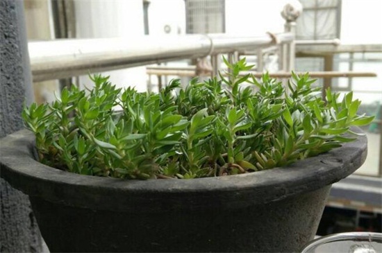 垂盆草如何种，掌握6个步骤可迅速发芽