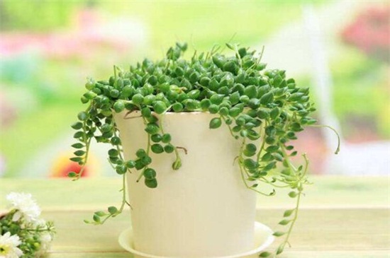 垂盆草如何种，掌握6个步骤可迅速发芽