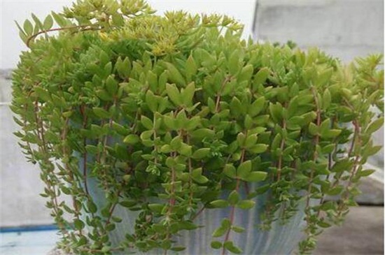 垂盆草如何种，掌握6个步骤可迅速发芽