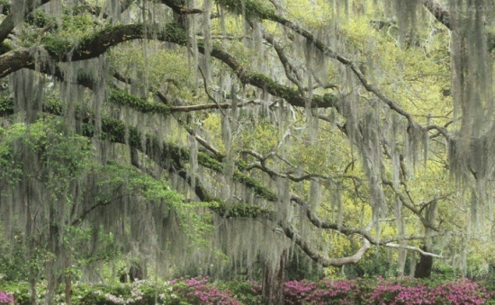 空气草的养殖办法 空气草如何养:靠吃空气就能养活