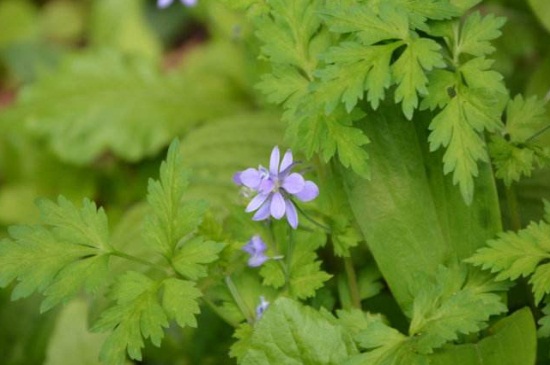 还亮草的养殖办法，夏季遮阴并合理浇水