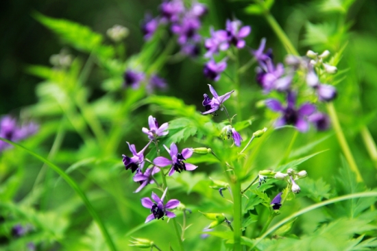 还亮草的栽培办法及留意事项：种子繁殖或扦插繁殖，