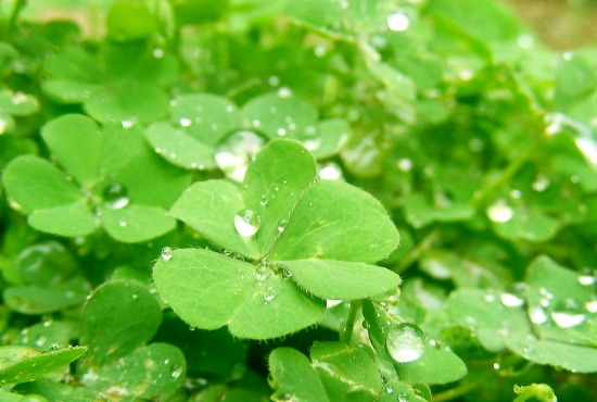 幸运草如何种？幸运草的种植办法