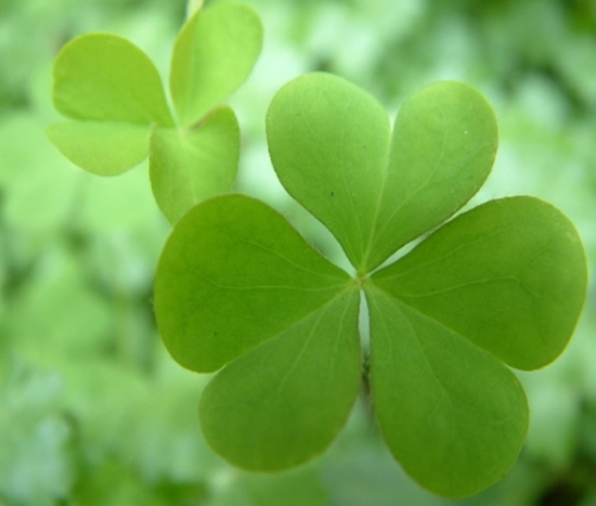 幸运草如何种？幸运草的种植办法