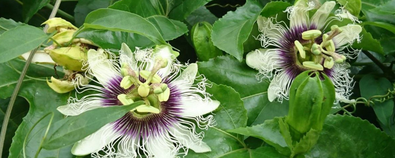 百香果的花为何老是掉