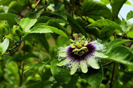 百香果的花为何老是掉