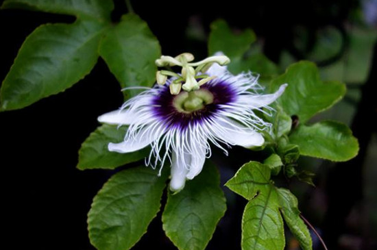 百香果的花为何老是掉