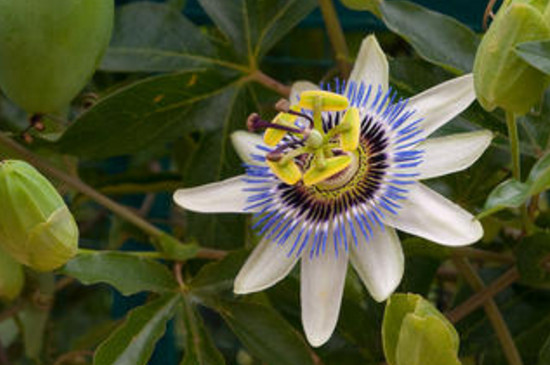 百香果的花为何老是掉