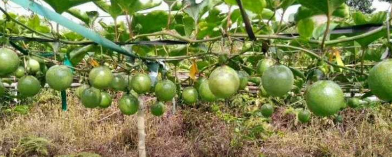 百香果拉线办法