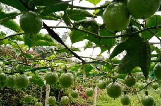 百香果拉线办法