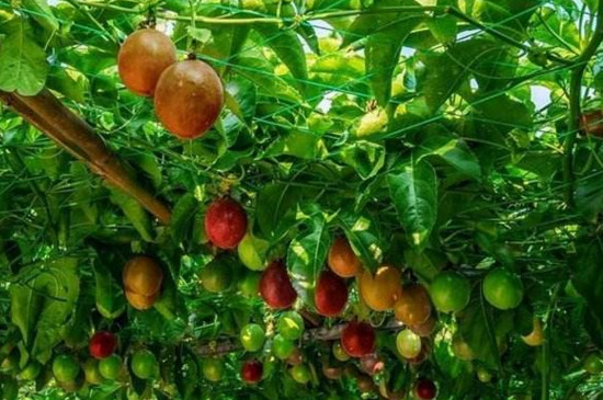 百香果拉线办法