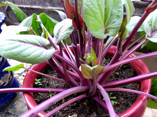 红菜苔的种植办法：留意种植时间和肥水管理