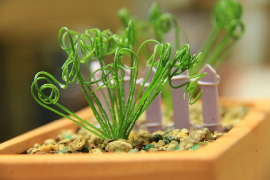 螺旋草(弹簧草)如何养?螺旋草(弹簧草)的养殖办法 螺旋草(弹簧草)如何养?螺旋草(弹簧草)的养殖办法:留意光照浇水