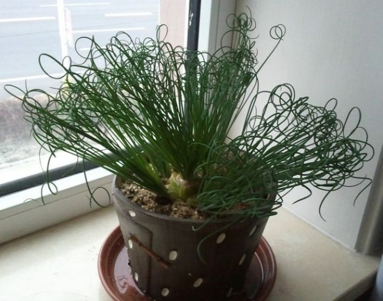 螺旋草(弹簧草)如何养?螺旋草(弹簧草)的养殖办法 螺旋草(弹簧草)如何养?螺旋草(弹簧草)的养殖办法:留意光照浇水