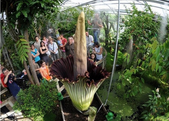 泰坦魔芋花的介绍：又称“尸花"、“尸臭魔芋”