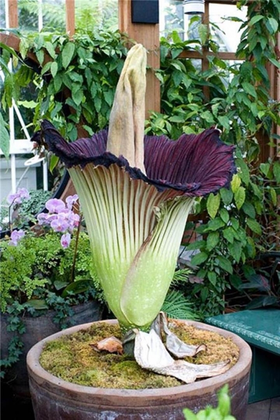 泰坦魔芋花的介绍：又称“尸花"、“尸臭魔芋”