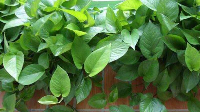 心叶藤掉叶子如何办