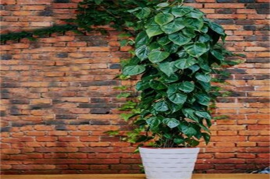 心叶藤放在客厅好吗，放客厅净化空气还有利风水