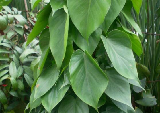 心叶藤室内如何攀爬，棕柱直立生长/网兜爬遍墙壁