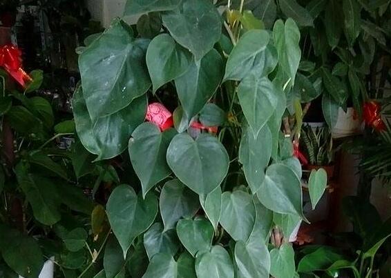 心叶藤室内如何攀爬，棕柱直立生长/网兜爬遍墙壁