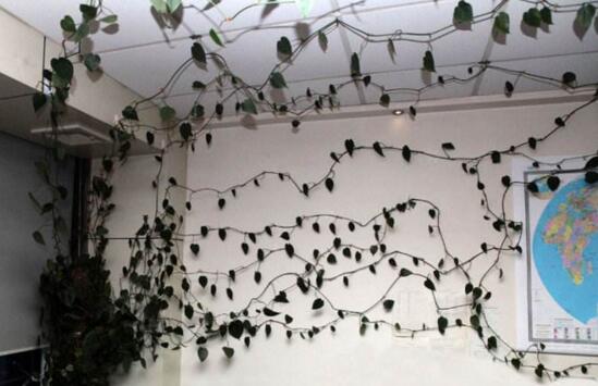 心叶藤室内如何攀爬，棕柱直立生长/网兜爬遍墙壁