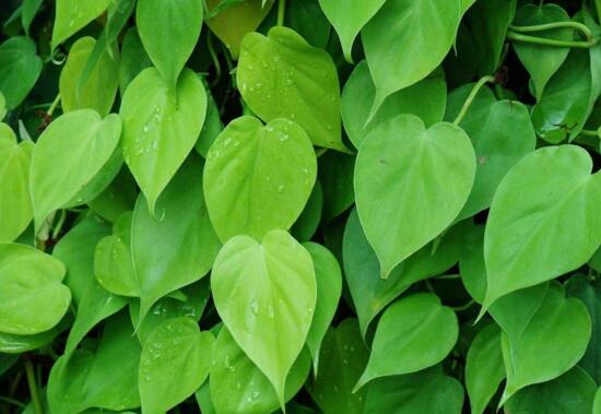 心叶藤室内如何攀爬，棕柱直立生长/网兜爬遍墙壁