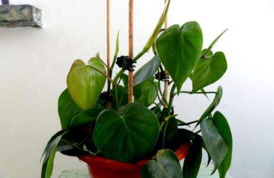 心叶藤室内如何攀爬，棕柱直立生长/网兜爬遍墙壁