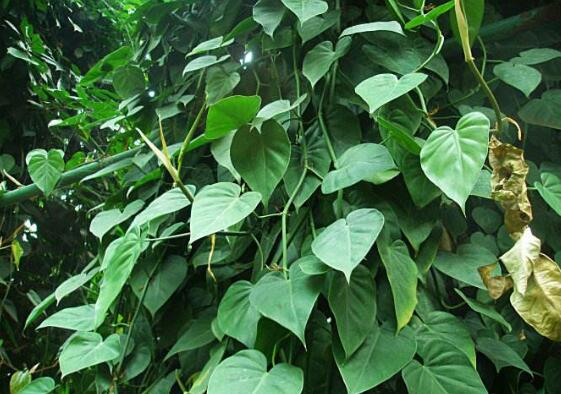 心叶藤室内如何攀爬，棕柱直立生长/网兜爬遍墙壁