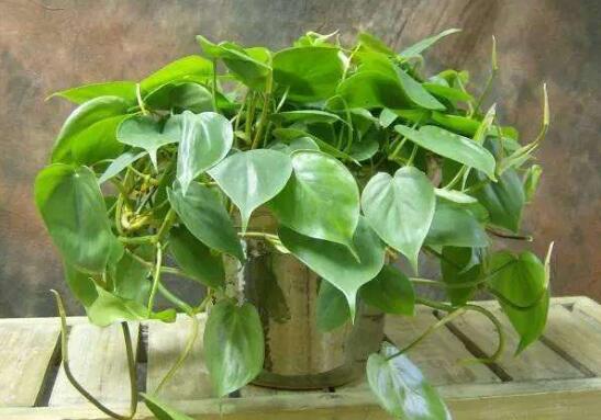 心叶藤室内如何攀爬，棕柱直立生长/网兜爬遍墙壁