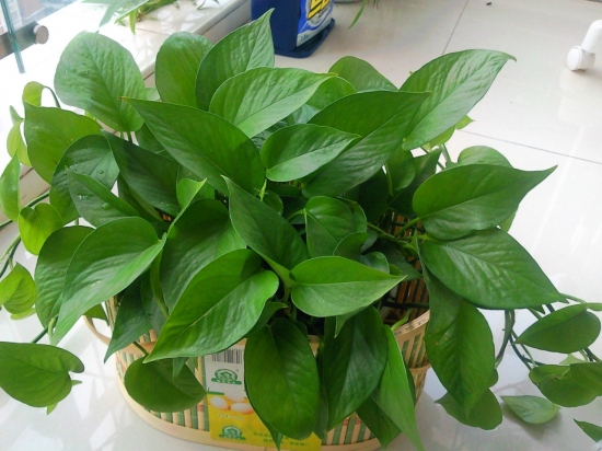 心叶藤和绿萝的区别：叶色、叶形均有区别