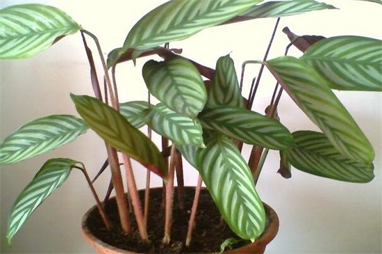 紫背竹芋如何养