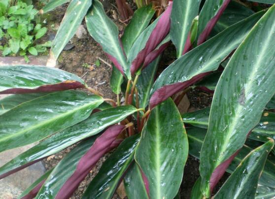 紫背竹芋叶子卷起来了如何办，加大浇水量/适量遮阴就能处理
