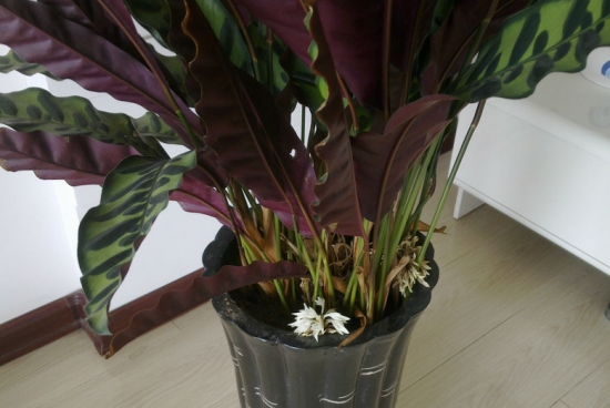 紫背竹芋的养殖办法及留意事项 紫背竹芋的养殖办法及留意事项:喜湿润的生长环境,忌暴晒