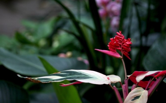 紫背竹芋的养殖办法及留意事项 紫背竹芋的养殖办法及留意事项:喜湿润的生长环境,忌暴晒