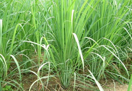 柠檬草的功效与作用：疏风解表，祛瘀通络