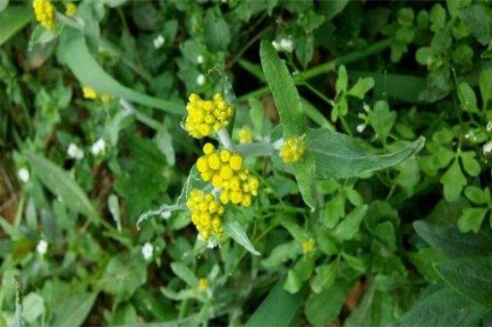 野艾蒿和艾草如何分别