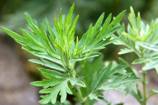 野艾蒿和艾草如何分别