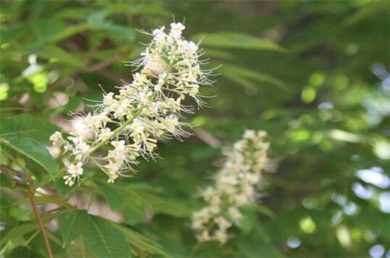 艾草长什么样子，3大外形特征教你辨别艾草