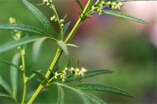 艾草长什么样子，3大外形特征教你辨别艾草