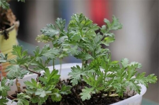 家种艾草对风水好吗,好/可以转化风水气场和驱邪避凶