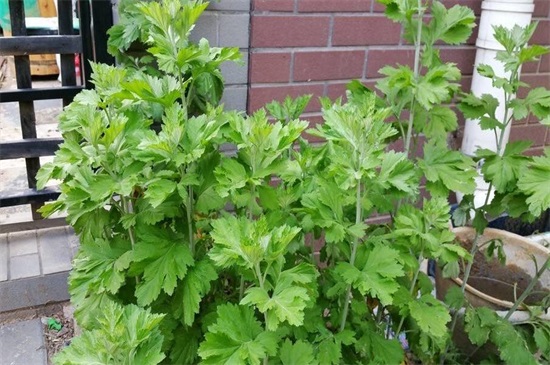 家种艾草对风水好吗,好/可以转化风水气场和驱邪避凶