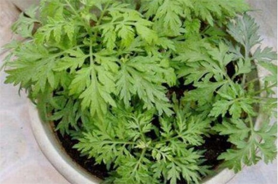 家种艾草对风水好吗,好/可以转化风水气场和驱邪避凶