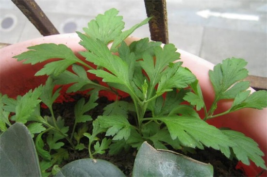 家种艾草对风水好吗,好/可以转化风水气场和驱邪避凶