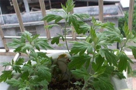 家种艾草对风水好吗,好/可以转化风水气场和驱邪避凶