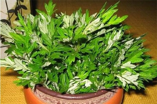 家种艾草对风水好吗,好/可以转化风水气场和驱邪避凶