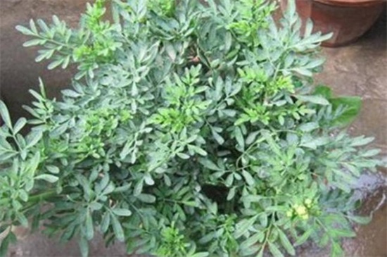 家种艾草对风水好吗,好/可以转化风水气场和驱邪避凶