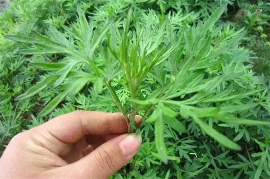 家种艾草对风水好吗,好/可以转化风水气场和驱邪避凶