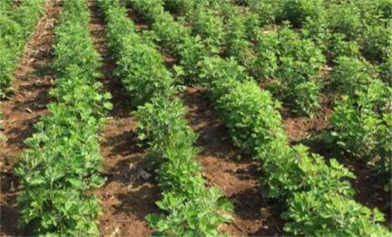 艾草的养殖办法和留意事项，留意7个技巧让你产量暴增